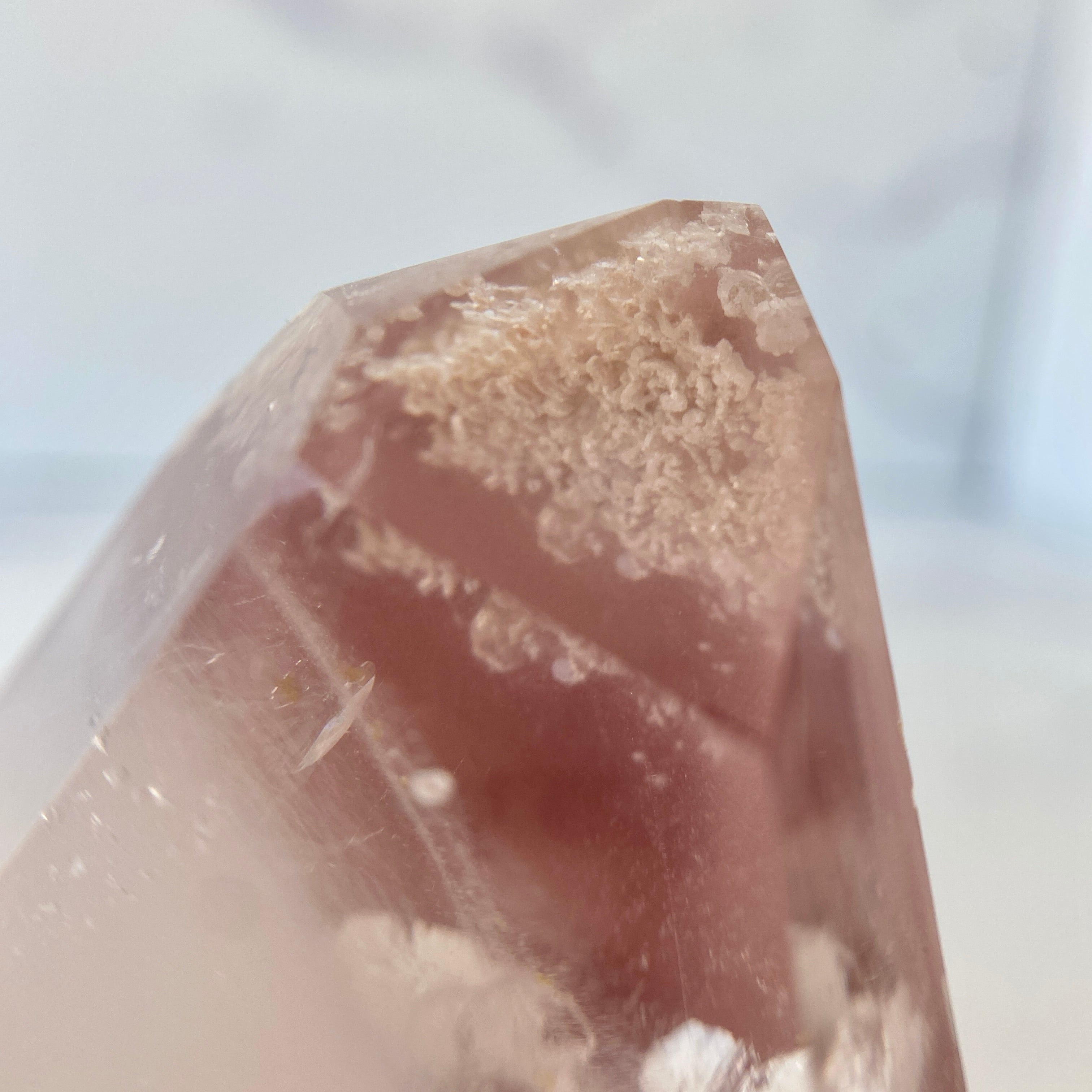 Pink Lithium Turm rich blossom