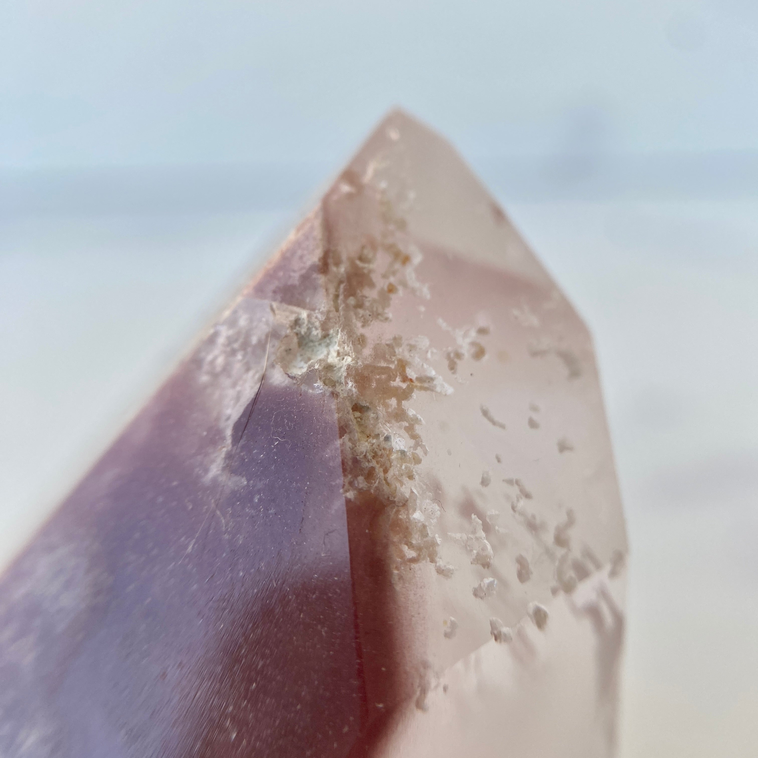 Pink Lithium Turm rich blossom
